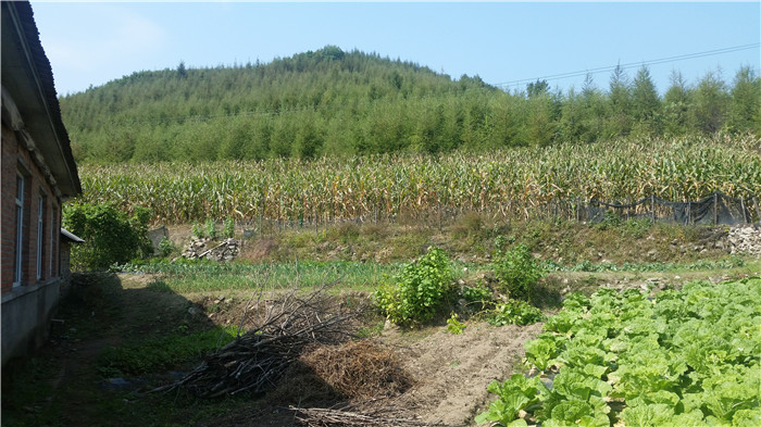 11两片山场树木成林.jpg